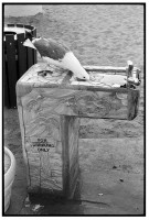 https://ed-templeton.com/files/gimgs/th-150_Seagull drinks fountain Avalon.jpg